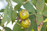 Mockernut hickory